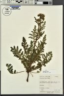 Phacelia alba image