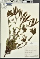 Phacelia alba image