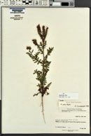 Phacelia alba image