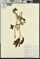 Phacelia alba image