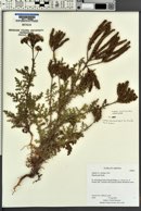 Phacelia alba image