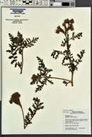 Phacelia alba image