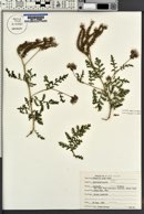 Phacelia alba image