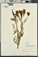 Phacelia alba image