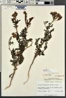 Phacelia alba image