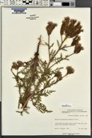 Phacelia alba image