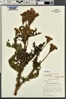 Phacelia alba image