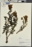 Phacelia alba image