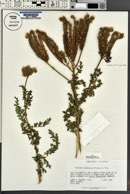 Phacelia alba image