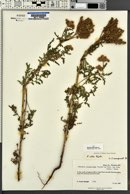 Phacelia alba image