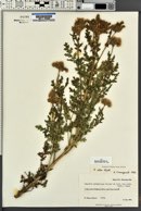 Phacelia alba image