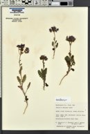 Phacelia crenulata image