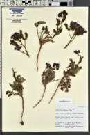 Phacelia crenulata image