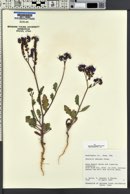 Phacelia crenulata image