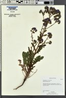 Phacelia crenulata var. ambigua image