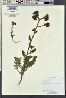 Phacelia crenulata var. ambigua image