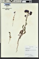 Phacelia crenulata image