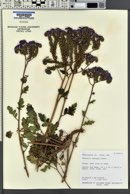 Phacelia crenulata var. ambigua image