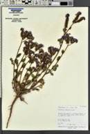 Phacelia crenulata image