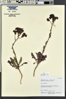 Phacelia crenulata image