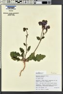 Phacelia crenulata var. ambigua image