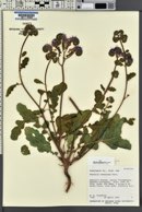 Phacelia crenulata image