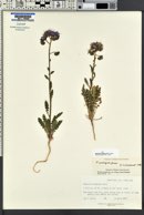 Phacelia crenulata image