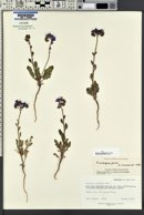 Phacelia crenulata image