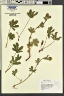 Potentilla gracilis var. fastigiata image