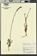 Caulanthus pilosus image