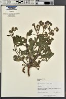 Phacelia crenulata var. ambigua image