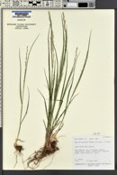 Melica bulbosa image