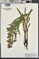 Herrickia glauca image