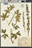 Delphinium occidentale image