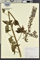 Delphinium occidentale image