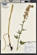 Delphinium occidentale image