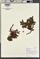 Arctostaphylos uva-ursi var. uva-ursi image