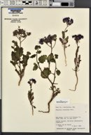 Phacelia crenulata var. ambigua image