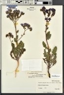 Phacelia crenulata var. ambigua image