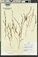 Polygonum douglasii image