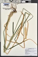 Phalaris aquatica image