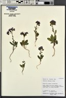 Phacelia crenulata var. ambigua image