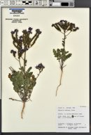 Phacelia crenulata var. ambigua image