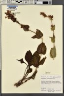Penstemon cyananthus image