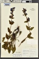 Penstemon cyananthus image