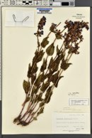 Penstemon cyananthus var. cyananthus image