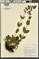 Penstemon cyananthus image
