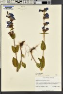 Penstemon cyananthus var. cyananthus image