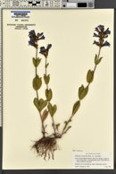Penstemon cyananthus image