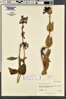 Penstemon cyananthus image